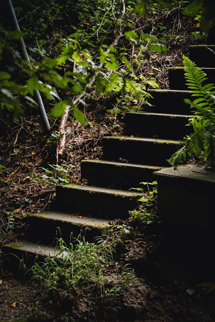 A set of outdoor concrete steps leads upward through a wooded area with dense green foliage and ferns on either side. The steps are weathered, with some moss and dirt visible on their surfaces, surrou